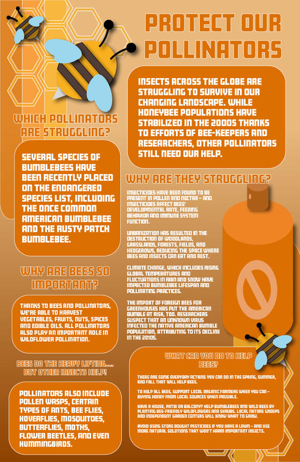Infographic about Bees - Made in Illustrator/Photoshop
